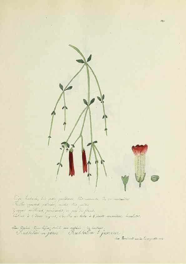 Reproducción/Reproduction 49501616492: Flore universelle. Saint-Denis :Au Bureau et chez Meilhac :[1848]-[1849]. 