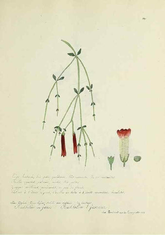 Reproducción/Reproduction 49501616492: Flore universelle. Saint-Denis :Au Bureau et chez Meilhac :[1848]-[1849]. 