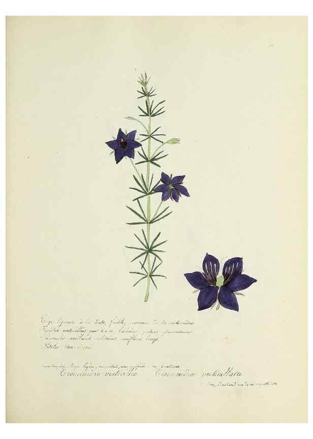 Reproducción/Reproduction 49501392426: Flore universelle. Saint-Denis :Au Bureau et chez Meilhac :[1848]-[1849]. 