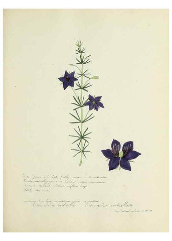 Reproducción/Reproduction 49501392426: Flore universelle. Saint-Denis :Au Bureau et chez Meilhac :[1848]-[1849]. 