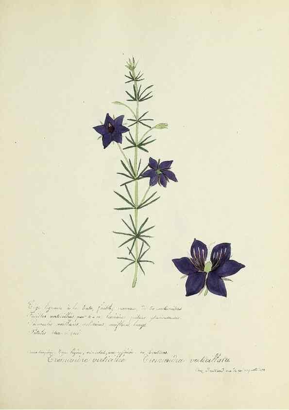 Reproducción/Reproduction 49501392426: Flore universelle. Saint-Denis :Au Bureau et chez Meilhac :[1848]-[1849]. 