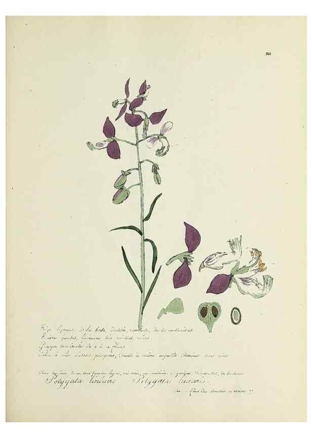 Reproducción/Reproduction 49501616947: Flore universelle. Saint-Denis :Au Bureau et chez Meilhac :[1848]-[1849]. 