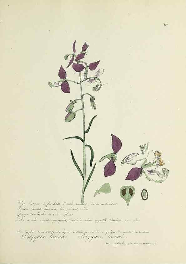 Reproducción/Reproduction 49501616947: Flore universelle. Saint-Denis :Au Bureau et chez Meilhac :[1848]-[1849]. 