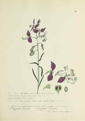 Reproducción/Reproduction 49501616947: Flore universelle. Saint-Denis :Au Bureau et chez Meilhac :[1848]-[1849]. 