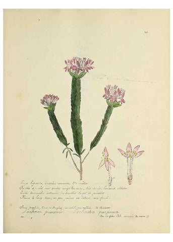 Reproducción/Reproduction 49500888023: Flore universelle. Saint-Denis :Au Bureau et chez Meilhac :[1848]-[1849]. 