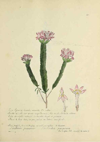 Reproducción/Reproduction 49500888023: Flore universelle. Saint-Denis :Au Bureau et chez Meilhac :[1848]-[1849]. 