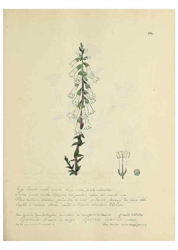 Reproducción/Reproduction 49501617467: Flore universelle. Saint-Denis :Au Bureau et chez Meilhac :[1848]-[1849]. 