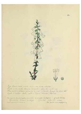 Reproducción/Reproduction 49501617467: Flore universelle. Saint-Denis :Au Bureau et chez Meilhac :[1848]-[1849]. 