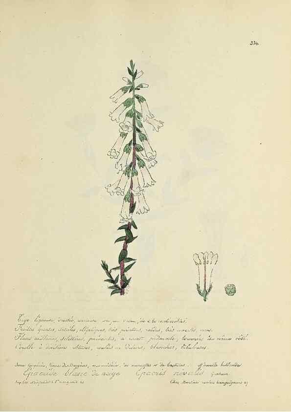 Reproducción/Reproduction 49501617467: Flore universelle. Saint-Denis :Au Bureau et chez Meilhac :[1848]-[1849]. 