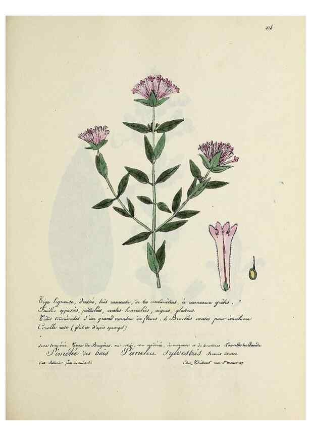 Reproducción/Reproduction 49500888733: Flore universelle. Saint-Denis :Au Bureau et chez Meilhac :[1848]-[1849]. 
