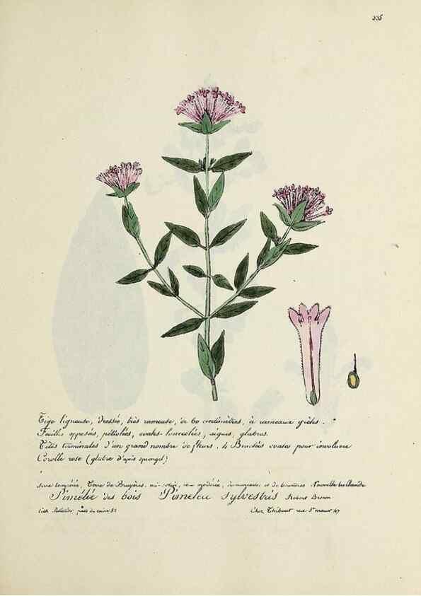 Reproducción/Reproduction 49500888733: Flore universelle. Saint-Denis :Au Bureau et chez Meilhac :[1848]-[1849]. 