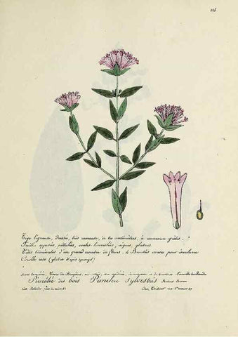 Reproducción/Reproduction 49500888733: Flore universelle. Saint-Denis :Au Bureau et chez Meilhac :[1848]-[1849]. 