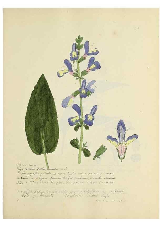Reproducción/Reproduction 49501394001: Flore universelle. Saint-Denis :Au Bureau et chez Meilhac :[1848]-[1849]. 