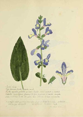 Reproducción/Reproduction 49501394001: Flore universelle. Saint-Denis :Au Bureau et chez Meilhac :[1848]-[1849]. 