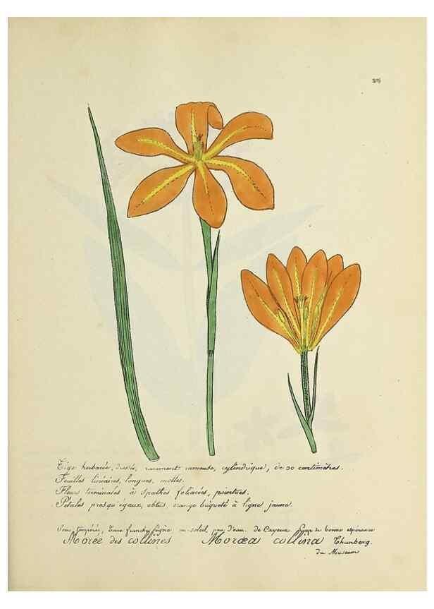Reproducción/Reproduction 49501389381: Flore universelle. Saint-Denis :Au Bureau et chez Meilhac :[1848]-[1849]. 