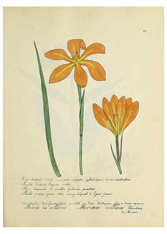Reproducción/Reproduction 49501389381: Flore universelle. Saint-Denis :Au Bureau et chez Meilhac :[1848]-[1849]. 