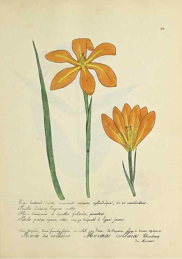 Reproducción/Reproduction 49501389381: Flore universelle. Saint-Denis :Au Bureau et chez Meilhac :[1848]-[1849]. 