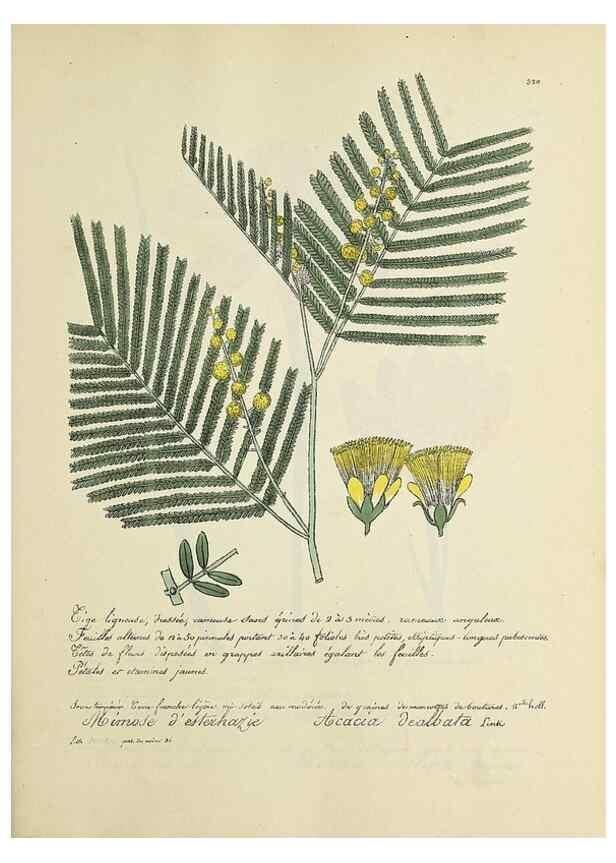 Reproducción/Reproduction 49501389116: Flore universelle. Saint-Denis :Au Bureau et chez Meilhac :[1848]-[1849]. 