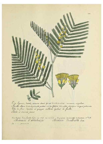 Reproducción/Reproduction 49501389116: Flore universelle. Saint-Denis :Au Bureau et chez Meilhac :[1848]-[1849]. 