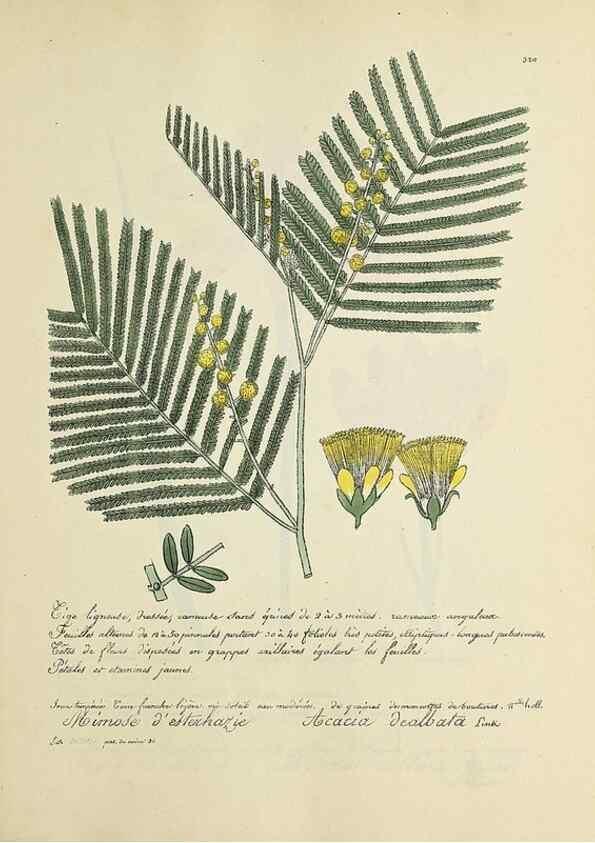Reproducción/Reproduction 49501389116: Flore universelle. Saint-Denis :Au Bureau et chez Meilhac :[1848]-[1849]. 