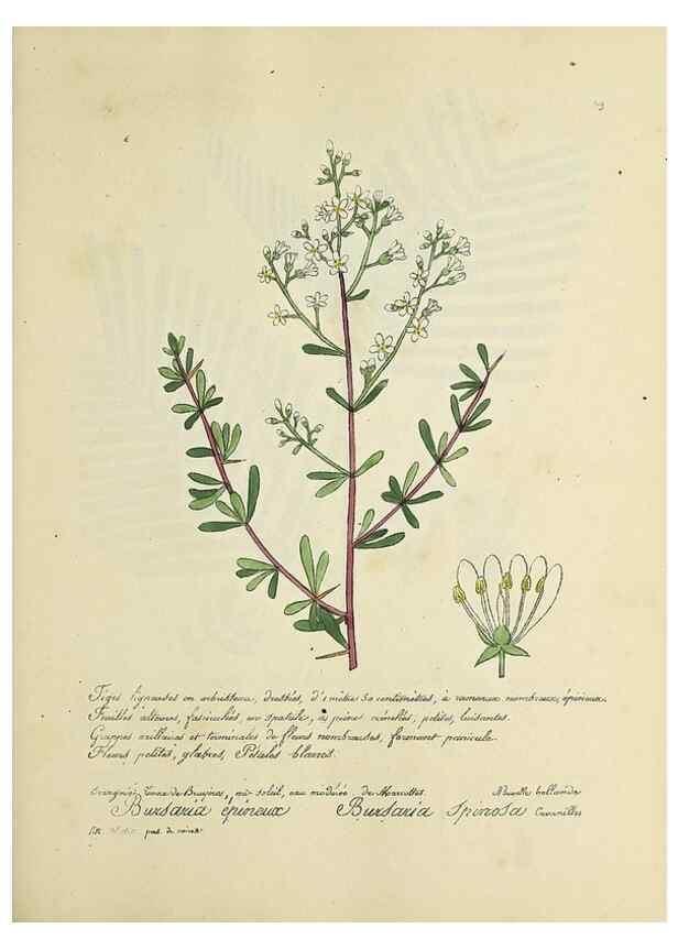 Reproducción/Reproduction 49501388746: Flore universelle. Saint-Denis :Au Bureau et chez Meilhac :[1848]-[1849]. 