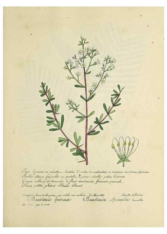 Reproducción/Reproduction 49501388746: Flore universelle. Saint-Denis :Au Bureau et chez Meilhac :[1848]-[1849]. 