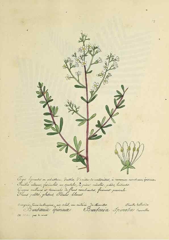 Reproducción/Reproduction 49501388746: Flore universelle. Saint-Denis :Au Bureau et chez Meilhac :[1848]-[1849]. 