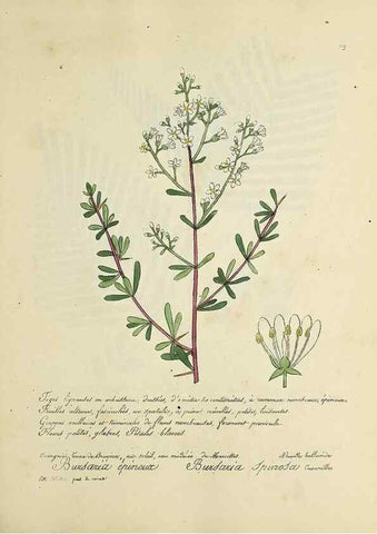 Reproducción/Reproduction 49501388746: Flore universelle. Saint-Denis :Au Bureau et chez Meilhac :[1848]-[1849]. 