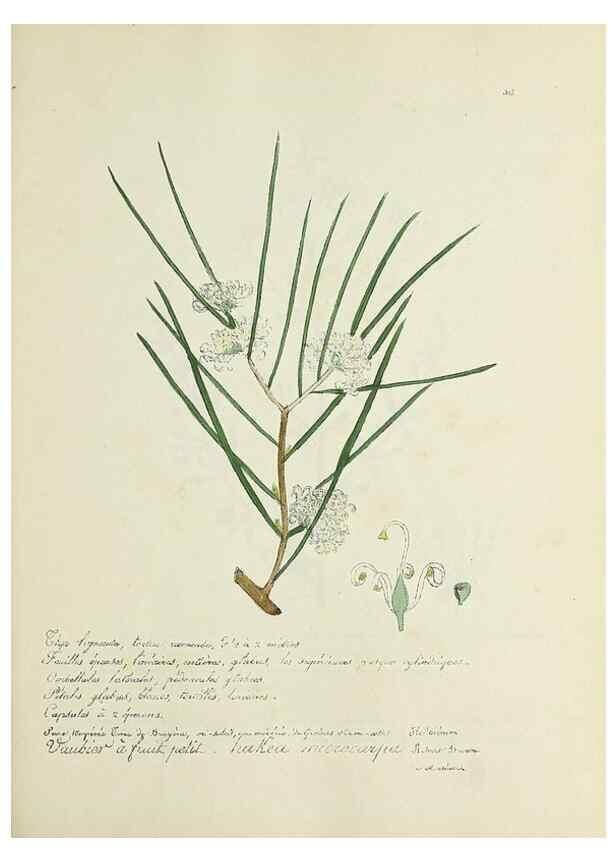 Reproducción/Reproduction 49500883673: Flore universelle. Saint-Denis :Au Bureau et chez Meilhac :[1848]-[1849]. 