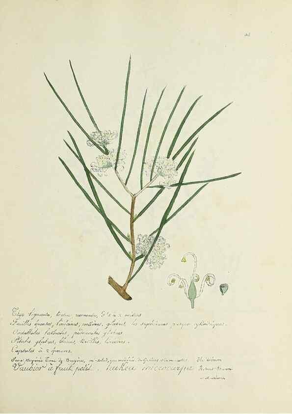 Reproducción/Reproduction 49500883673: Flore universelle. Saint-Denis :Au Bureau et chez Meilhac :[1848]-[1849]. 