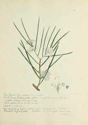 Reproducción/Reproduction 49500883673: Flore universelle. Saint-Denis :Au Bureau et chez Meilhac :[1848]-[1849]. 