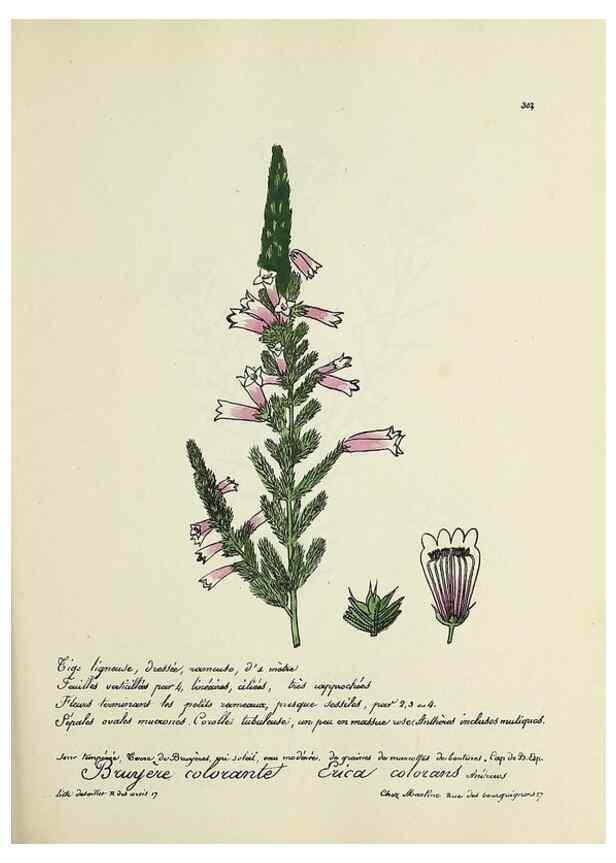 Reproducción/Reproduction 49501608332: Flore universelle. Saint-Denis :Au Bureau et chez Meilhac :[1848]-[1849]. 