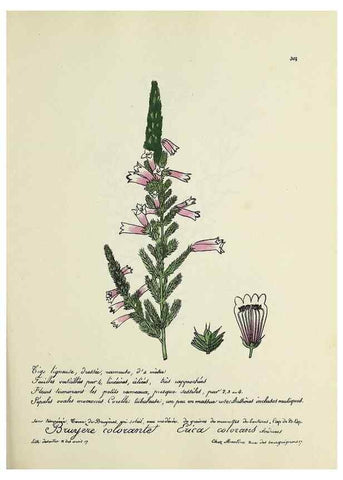 Reproducción/Reproduction 49501608332: Flore universelle. Saint-Denis :Au Bureau et chez Meilhac :[1848]-[1849]. 