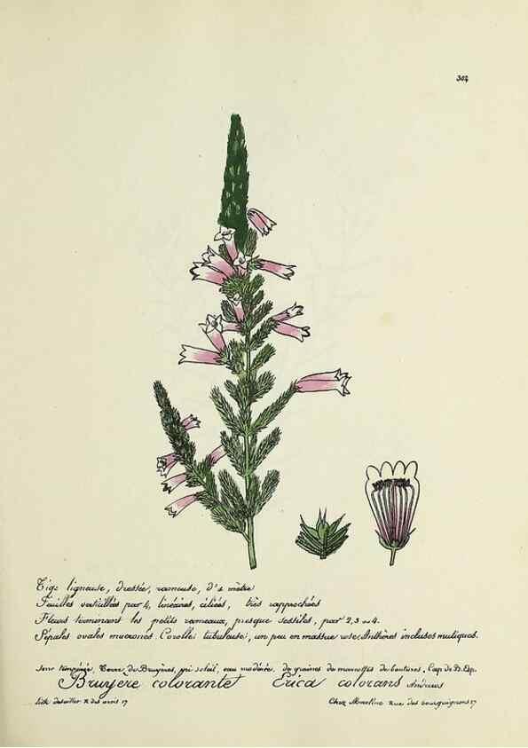 Reproducción/Reproduction 49501608332: Flore universelle. Saint-Denis :Au Bureau et chez Meilhac :[1848]-[1849]. 