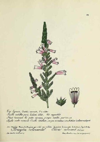 Reproducción/Reproduction 49501608332: Flore universelle. Saint-Denis :Au Bureau et chez Meilhac :[1848]-[1849]. 
