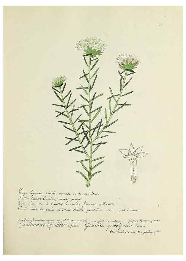 Reproducción/Reproduction 49500879558: Flore universelle. Saint-Denis :Au Bureau et chez Meilhac :[1848]-[1849]. 