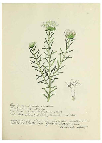 Reproducción/Reproduction 49500879558: Flore universelle. Saint-Denis :Au Bureau et chez Meilhac :[1848]-[1849]. 