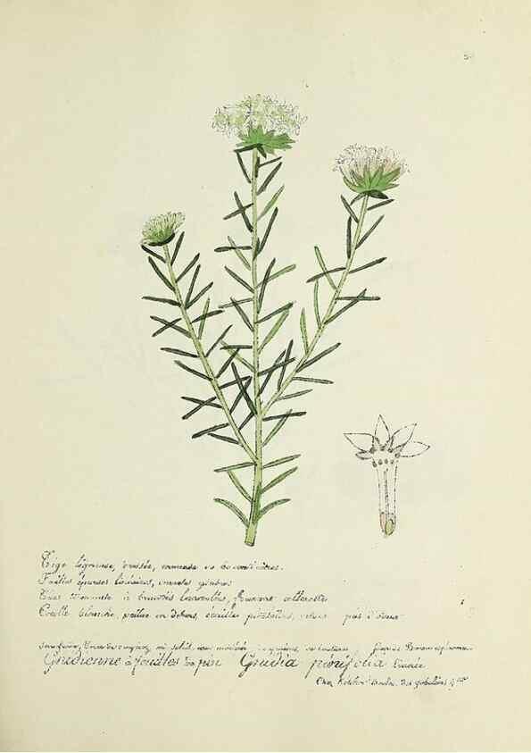 Reproducción/Reproduction 49500879558: Flore universelle. Saint-Denis :Au Bureau et chez Meilhac :[1848]-[1849]. 