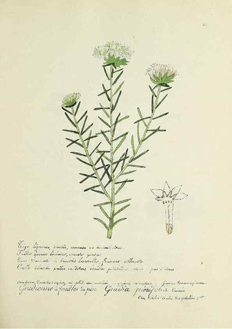Reproducción/Reproduction 49500879558: Flore universelle. Saint-Denis :Au Bureau et chez Meilhac :[1848]-[1849]. 
