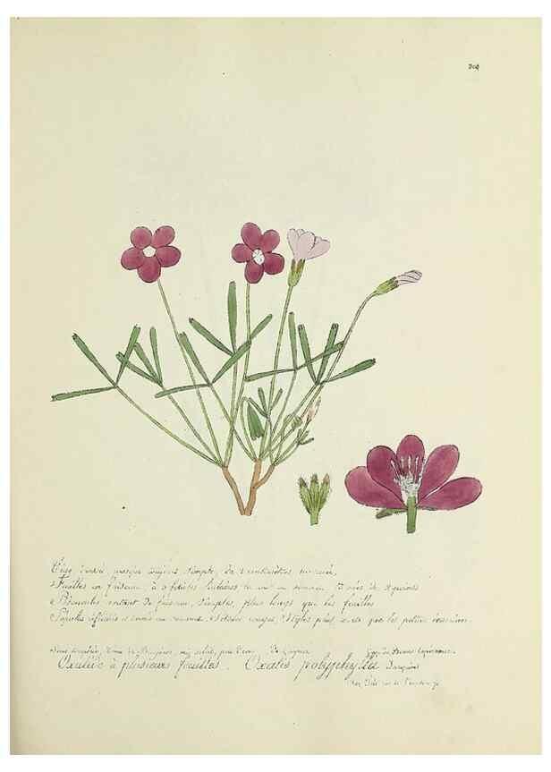 Reproducción/Reproduction 49501384686: Flore universelle. Saint-Denis :Au Bureau et chez Meilhac :[1848]-[1849]. 
