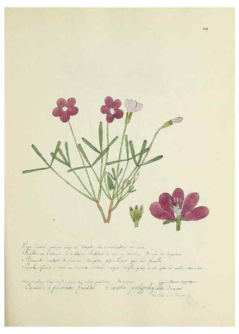 Reproducción/Reproduction 49501384686: Flore universelle. Saint-Denis :Au Bureau et chez Meilhac :[1848]-[1849]. 