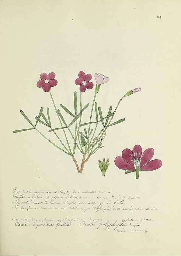 Reproducción/Reproduction 49501384686: Flore universelle. Saint-Denis :Au Bureau et chez Meilhac :[1848]-[1849]. 