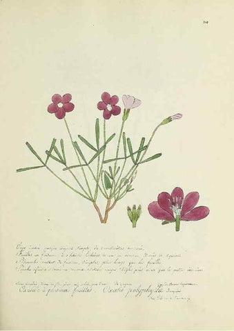 Reproducción/Reproduction 49501384686: Flore universelle. Saint-Denis :Au Bureau et chez Meilhac :[1848]-[1849]. 