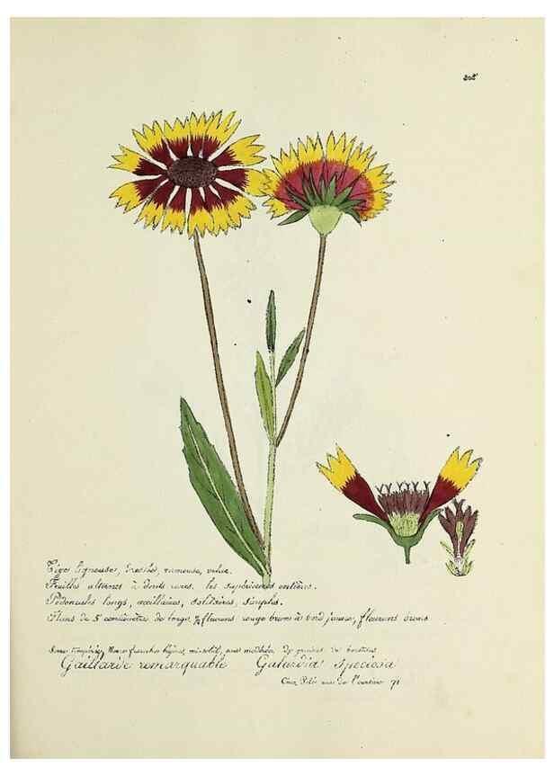 Reproducción/Reproduction 49501384901: Flore universelle. Saint-Denis :Au Bureau et chez Meilhac :[1848]-[1849]. 