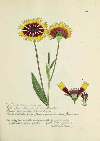 Reproducción/Reproduction 49501384901: Flore universelle. Saint-Denis :Au Bureau et chez Meilhac :[1848]-[1849]. 