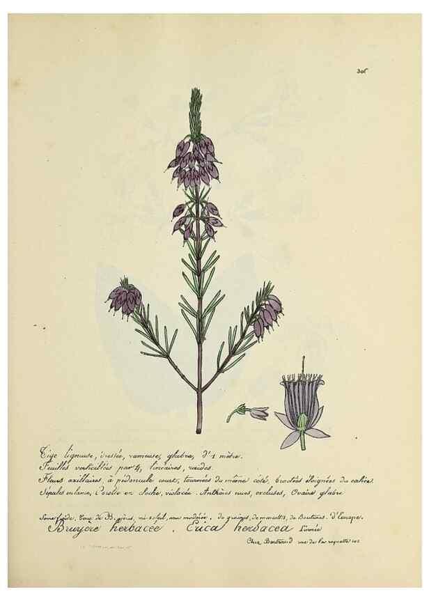 Reproducción/Reproduction 49500880178: Flore universelle. Saint-Denis :Au Bureau et chez Meilhac :[1848]-[1849]. 