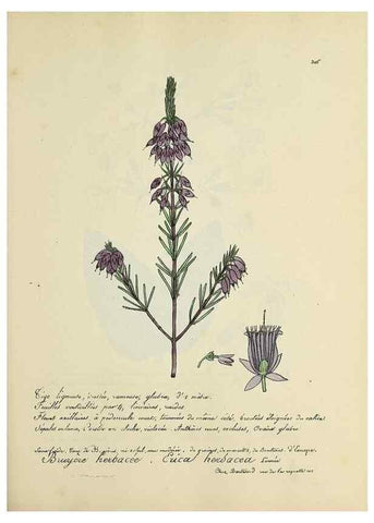 Reproducción/Reproduction 49500880178: Flore universelle. Saint-Denis :Au Bureau et chez Meilhac :[1848]-[1849]. 