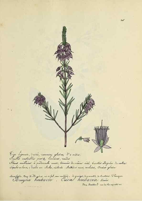 Reproducción/Reproduction 49500880178: Flore universelle. Saint-Denis :Au Bureau et chez Meilhac :[1848]-[1849]. 