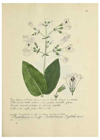 Reproducción/Reproduction 49500880488: Flore universelle. Saint-Denis :Au Bureau et chez Meilhac :[1848]-[1849]. 