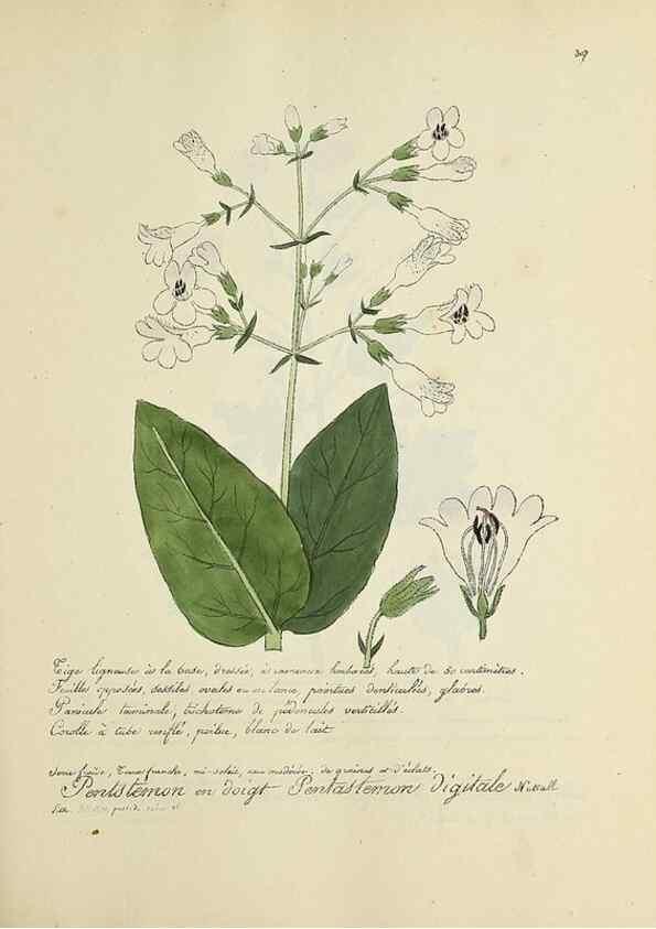 Reproducción/Reproduction 49500880488: Flore universelle. Saint-Denis :Au Bureau et chez Meilhac :[1848]-[1849]. 
